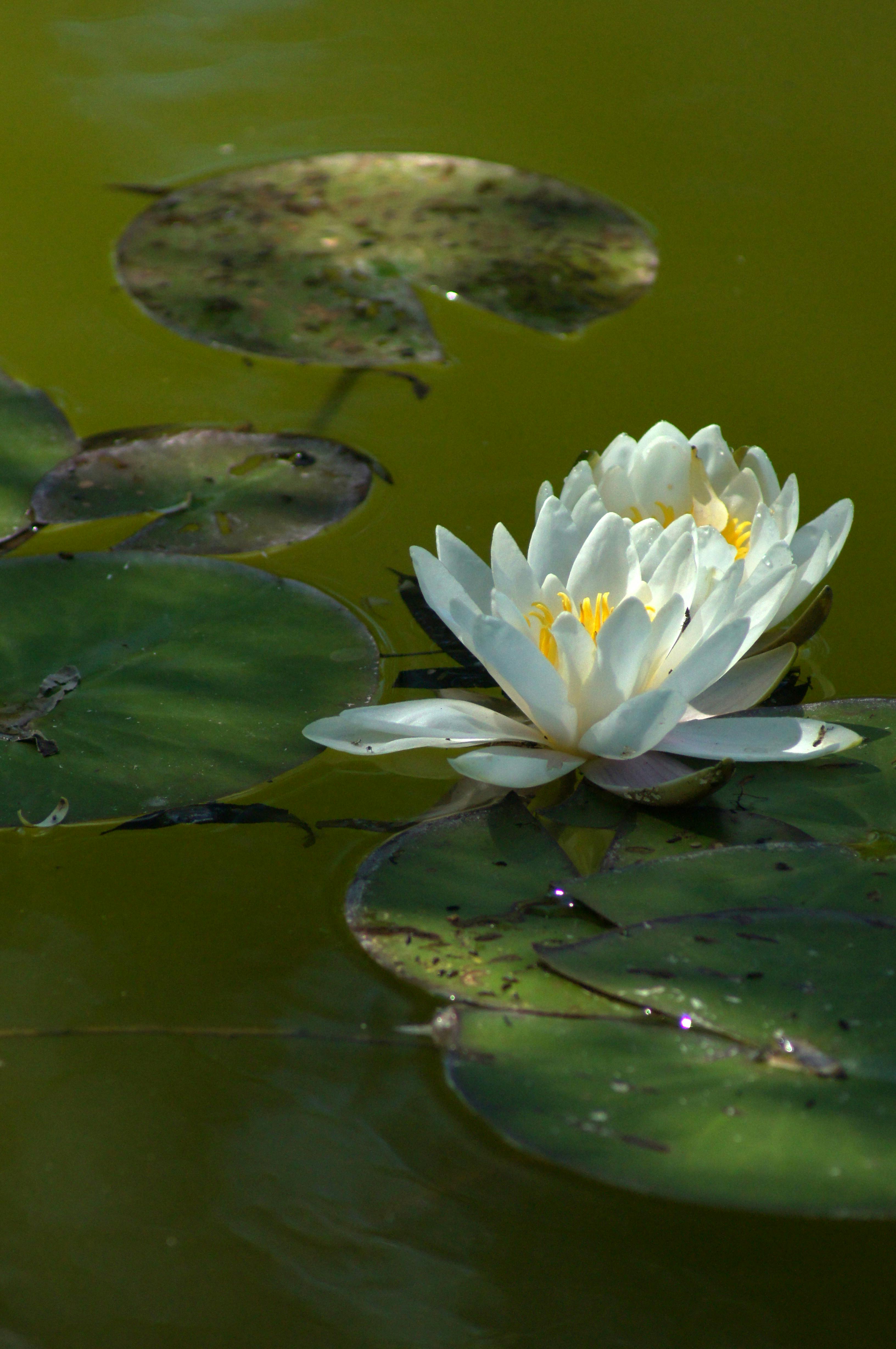 Pond Leaves Photos, Download The BEST Free Pond Leaves Stock Photos ...