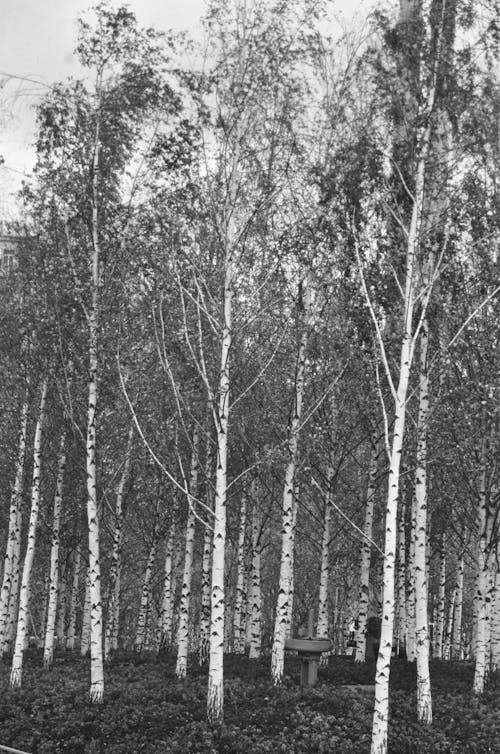 Immagine gratuita di alberi, betulle, bianco e nero