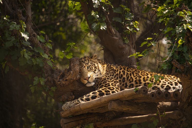 Tiger Resting On Tree