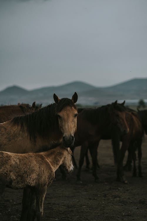 Foto profissional grátis de animais, cavalos, interior