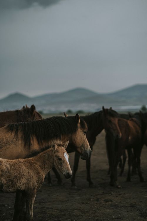 Free A herd of wild horses peacefully grazing in a tranquil countryside setting with mountains in the background. Stock Photo