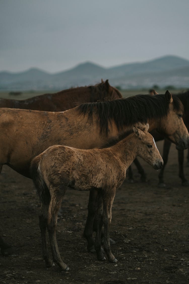 Herd Of Horses And A Foal On A Pasture 