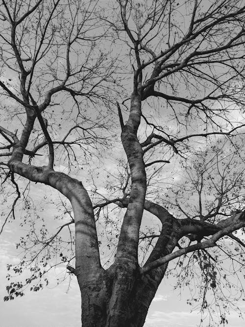 Fotos de stock gratuitas de árbol desnudo, blanco y negro, caer