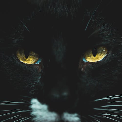 Close-Up Photo Of Black Cat