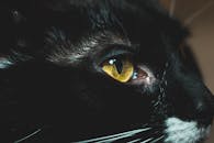 特写镜头亲密地展示了黑猫纹理分明的皮毛和引人注目的眼睛，捕捉到了它的好奇心和警觉性