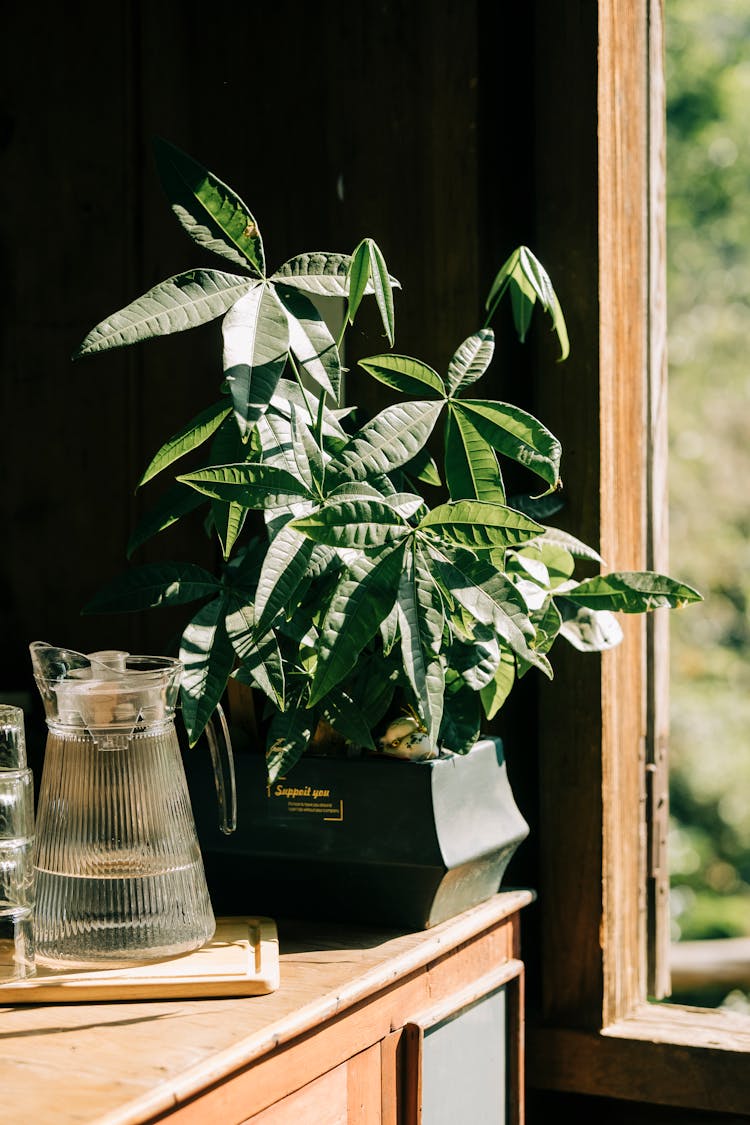 Money Tree Houseplant And A Glass Jug On A Dresser 