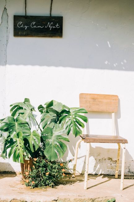 A wooden chair and monstera plant in bright sunlight against a white wall.