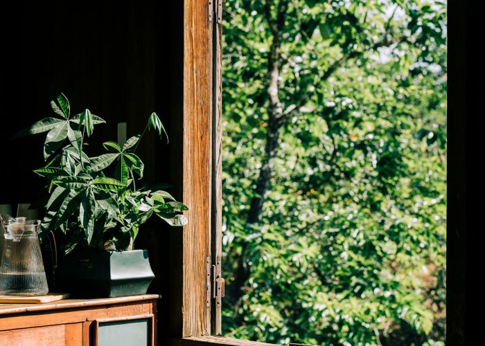 Malabar Chestnut Money Tree - Urban Goes Green Plant Guide
