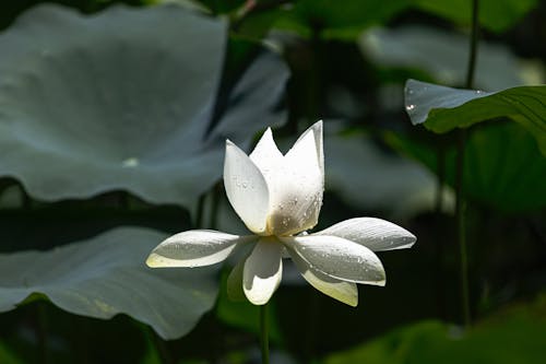 Free Close-up of a White Lotus  Stock Photo