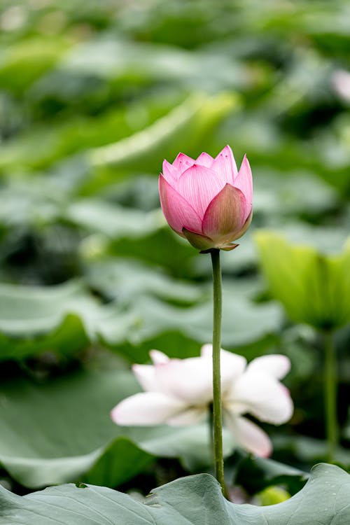 Imagine de stoc gratuită din botanică, creștere, floare roz