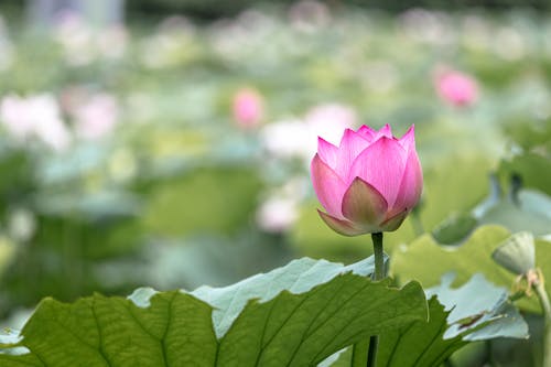 Imagine de stoc gratuită din floare roz, iaz, lotus