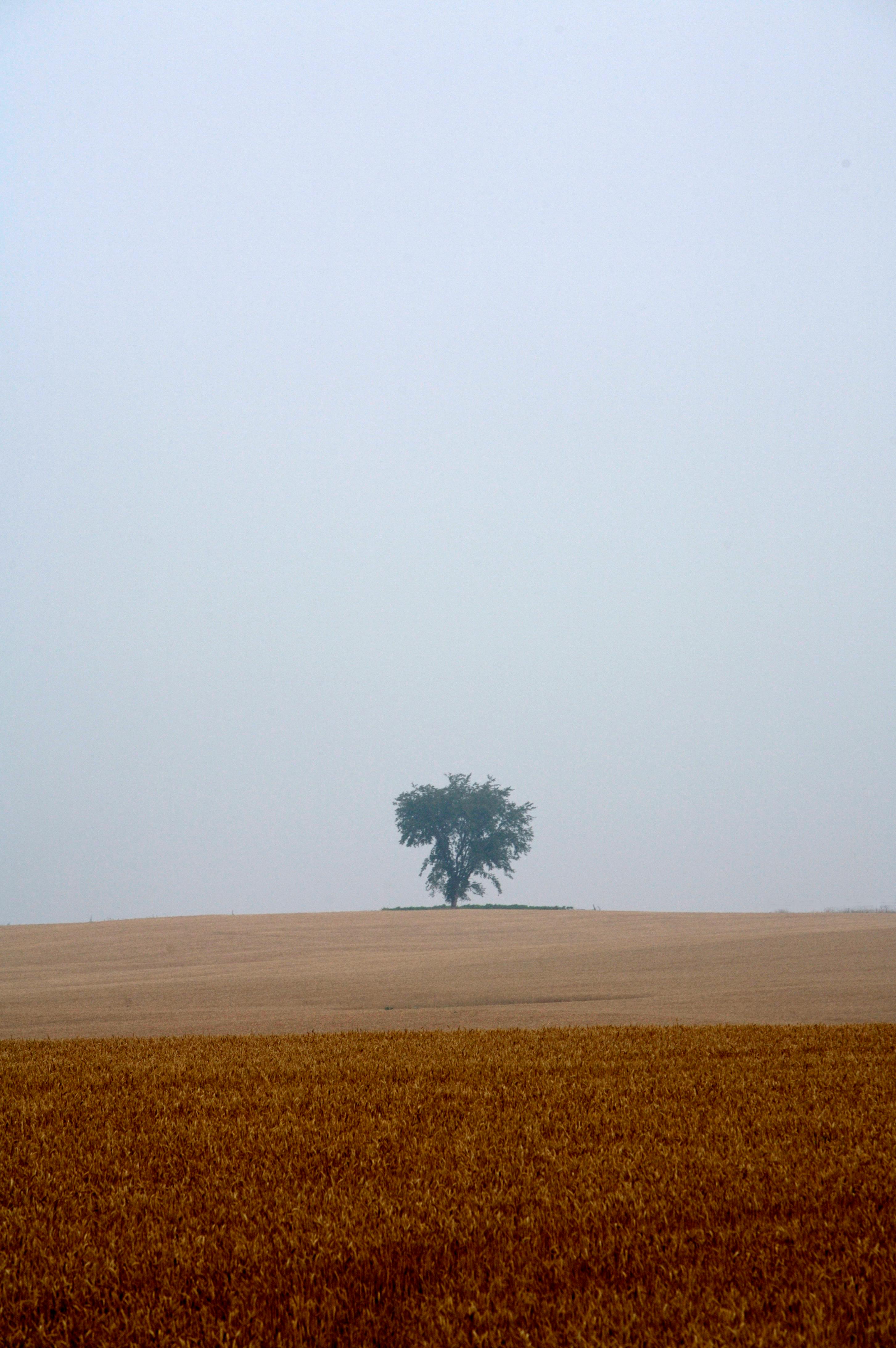 Free stock photo of fields, one tree