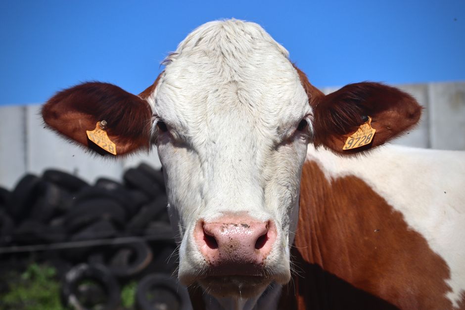How Often Should You Identification Your Cattle? Timing and Best Practices Explained How Often Should You Identification Your Cattle? Timing and Best Practices Explained