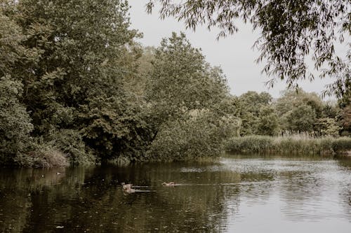 Základová fotografie zdarma na téma kachny, les, příroda