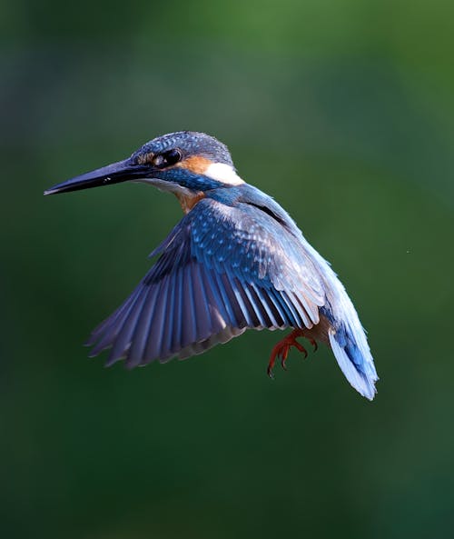 Close-up of a Kingfisher in the Air 