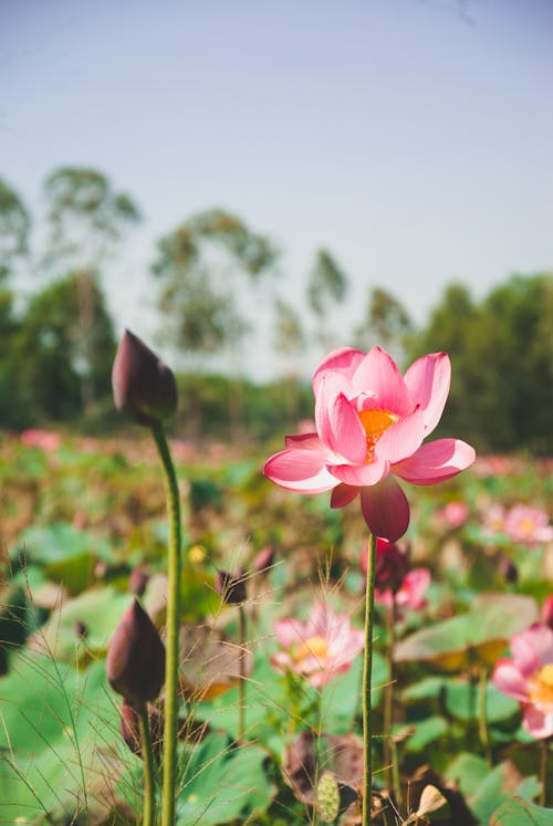 꽃, 맑은 하늘, 분홍색 연꽃의 무료 스톡 사진
