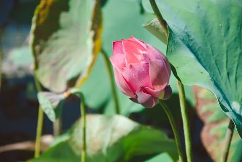 Kostnadsfri bild av blomma, flora, knopp