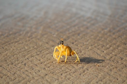 Close-up of a yellow ghost crab on Visakhapatnam beach, India at daylight.