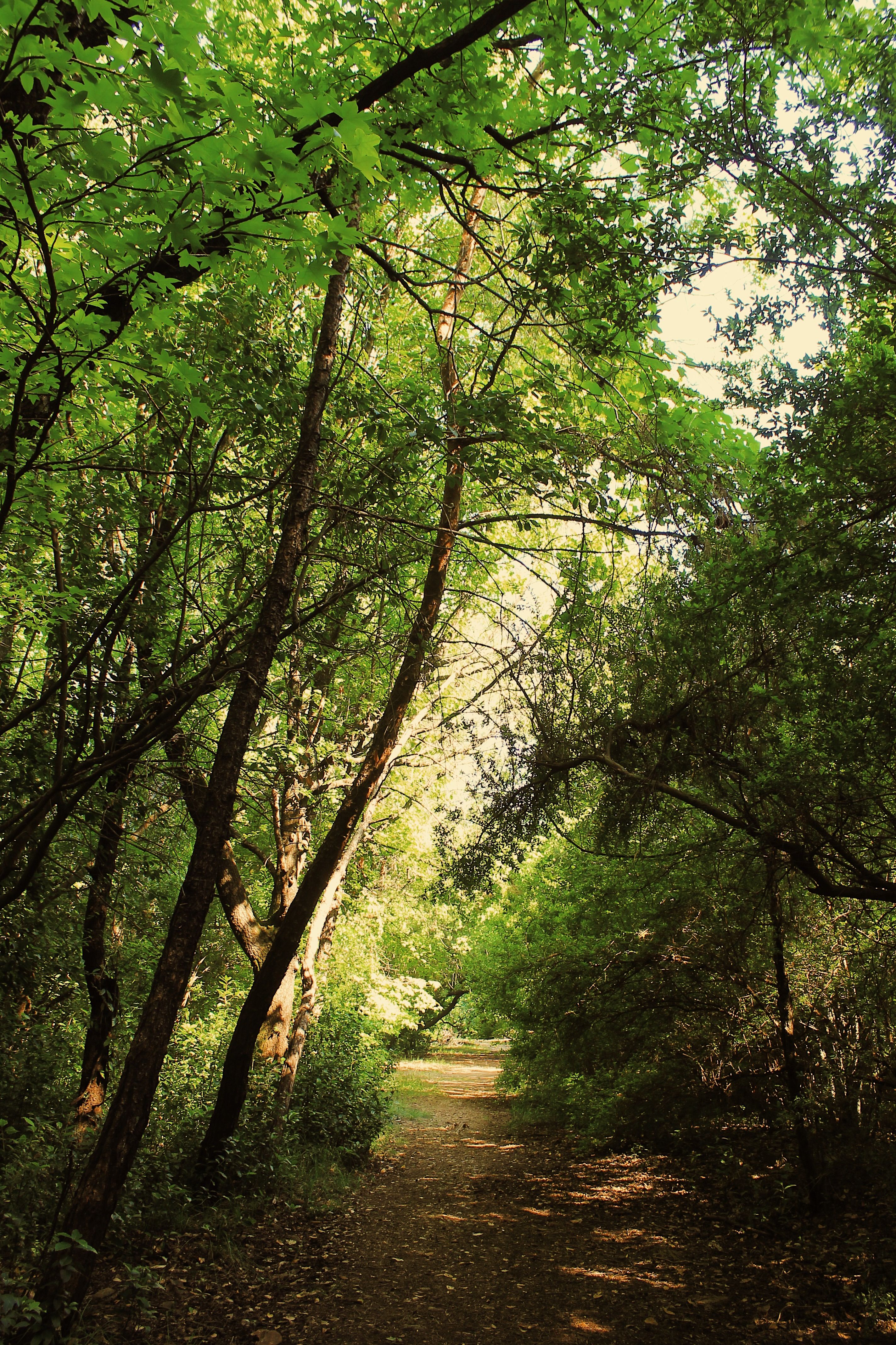 A Pathway between Trees in the Forest · Free Stock Photo