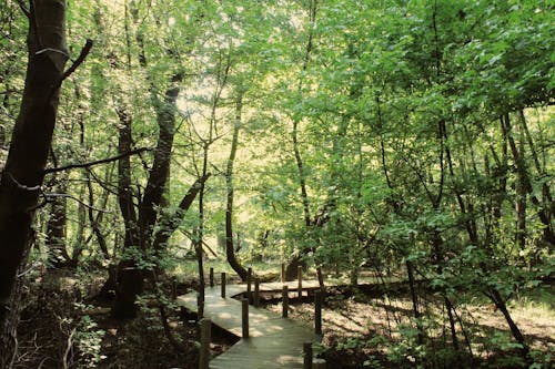 Wooden Walkway Leading through Forest