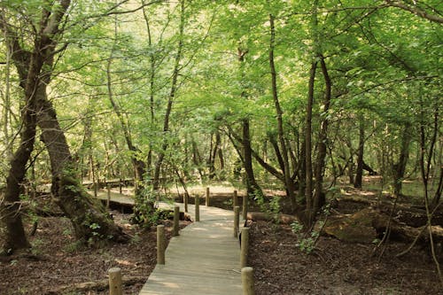 Photos gratuites de allées piétonnes, arbres, bois