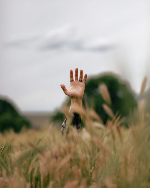Free A hand reaching up through tall grasses in a serene meadow, symbolizing relaxation and connection with nature. Stock Photo