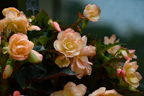 Ücretsiz begonya, bitki örtüsü, Çiçekler içeren Ücretsiz stok fotoğraf Stok Fotoğraflar