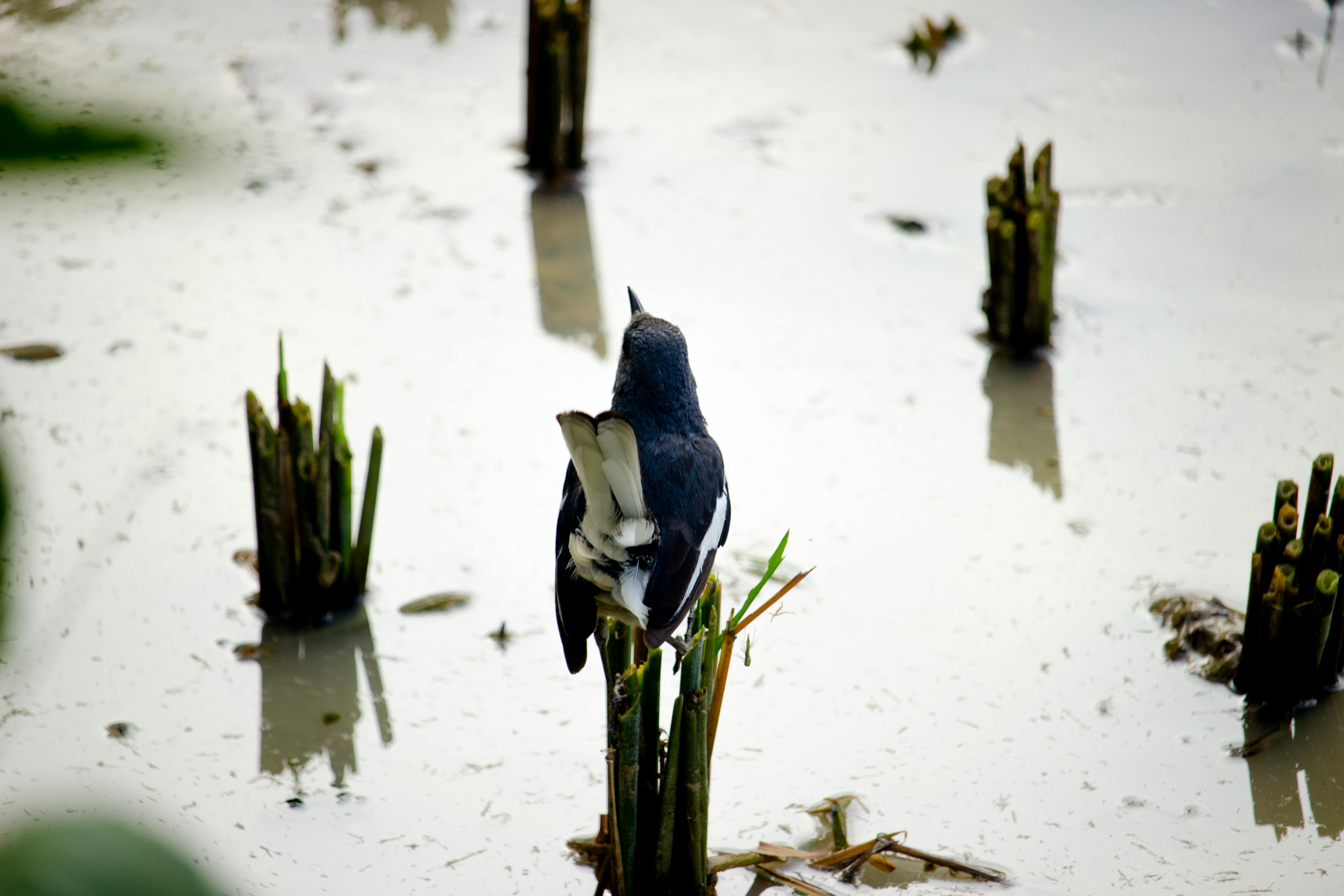 Foto Stok Gratis Tentang Burung Hitam Dan Putih Murai