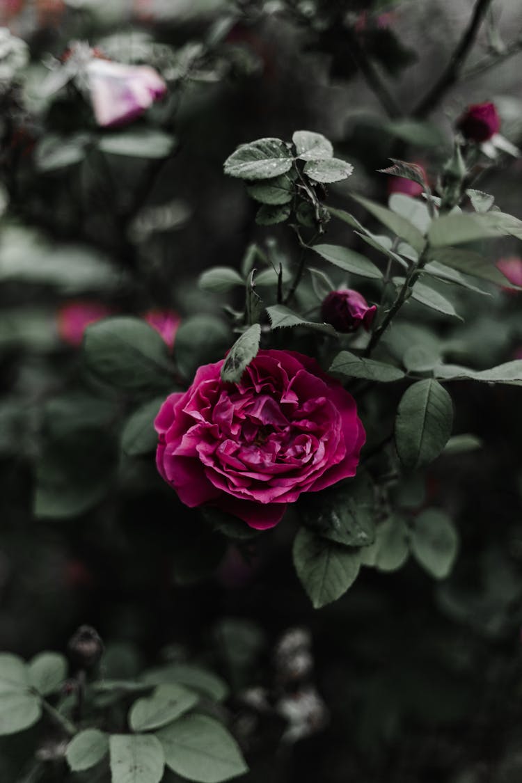 Close Up Of A Flower 