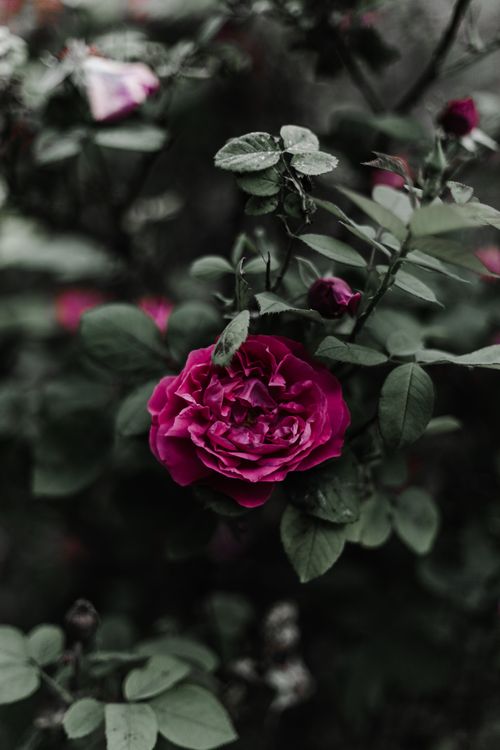 Free A close-up of a vibrant pink rose in a dark, moody garden setting with soft focus. Stock Photo