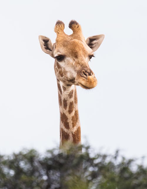 Head of Giraffe