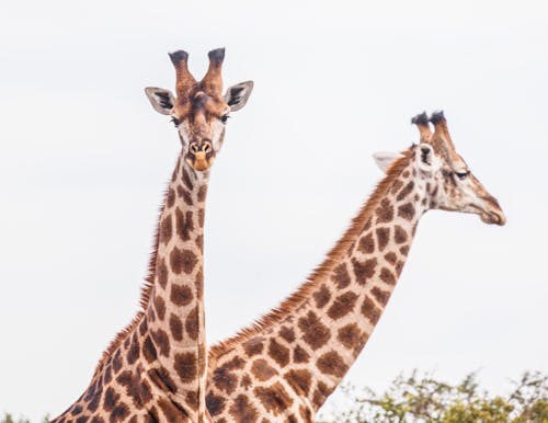 Pair of Giraffes