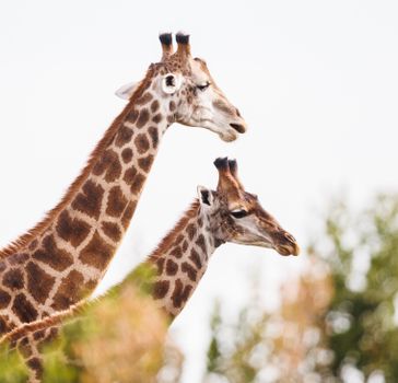 Two giraffes gracefully positioned with lush greenery, showcasing wildlife beauty.
