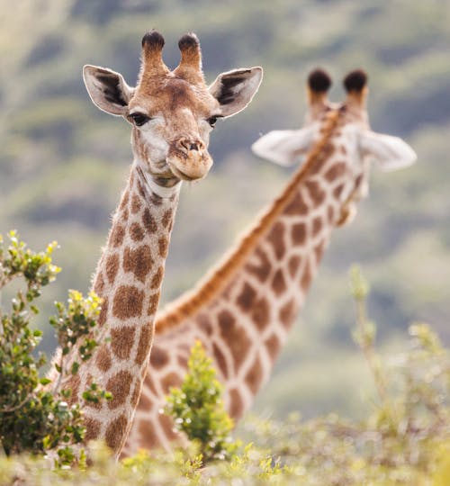 Portrait of Giraffe