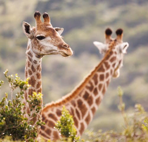 Portrait of Giraffe