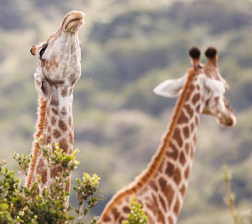 Giraffe Tilting its Head Up