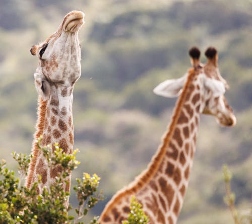 Foto stok gratis Afrika, format persegi, fotografi binatang