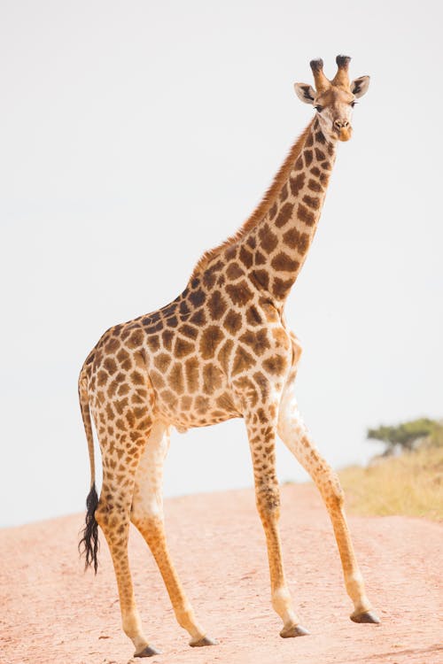 Giraffe on Road