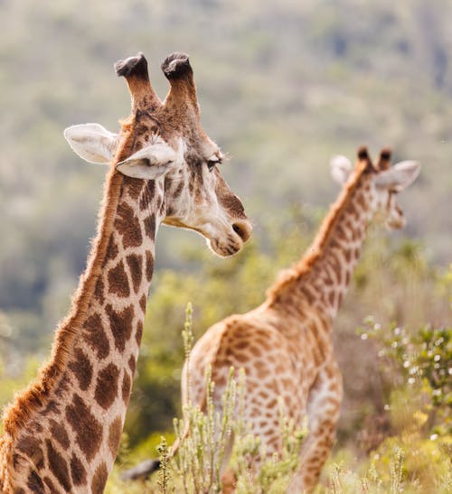 Giraffes Walking on the Savannah