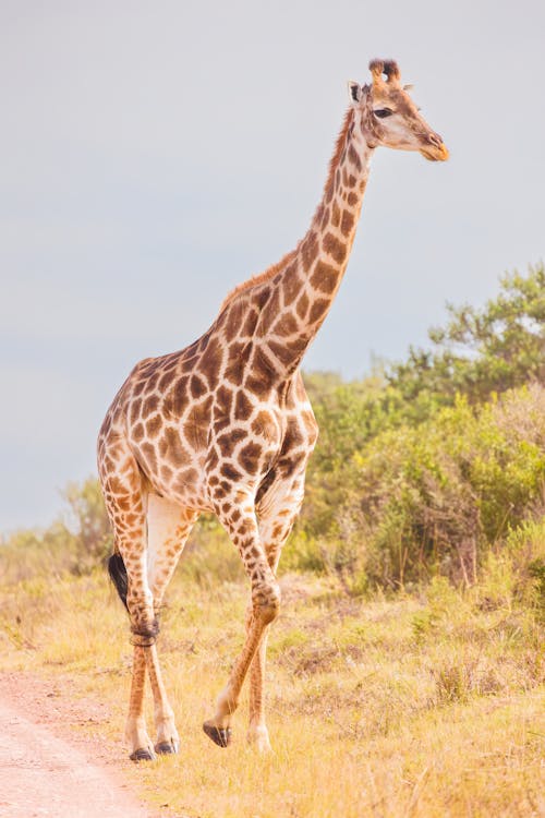 Giraffe Walking Along the Roadside