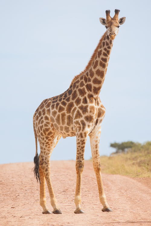 Giraffe Standing on a Dirt Road