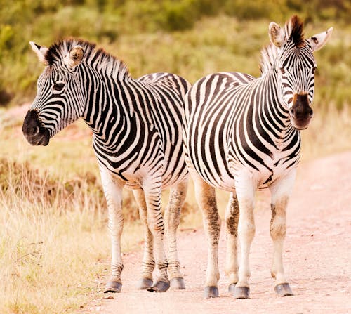 Zebras on Dirt Road