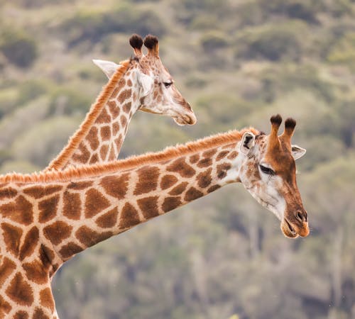 Close-up of the Heads and Necks of Giraffes
