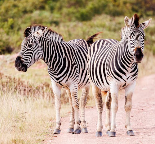 Zebras Standing on the Dirt Road