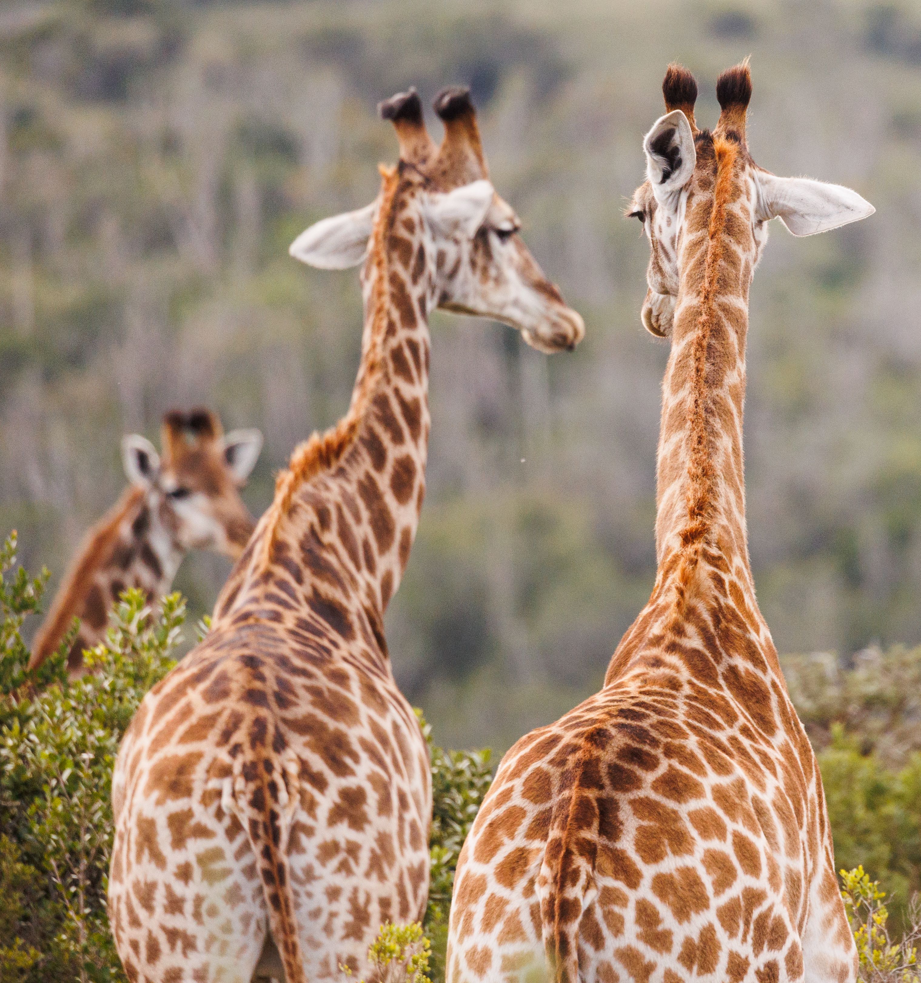 Two giraffes gracefully observed in the wild, showcasing their unique patterned fur.