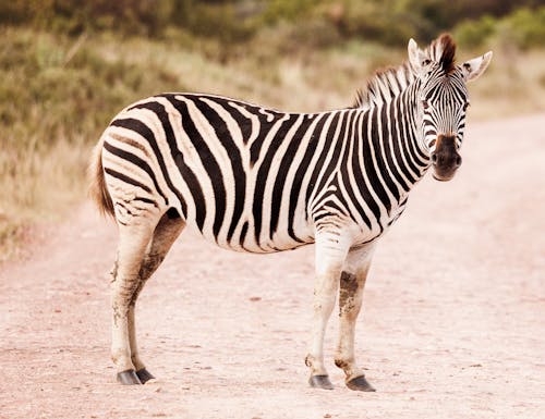 Zebra Standing on the Road Through the Savannah