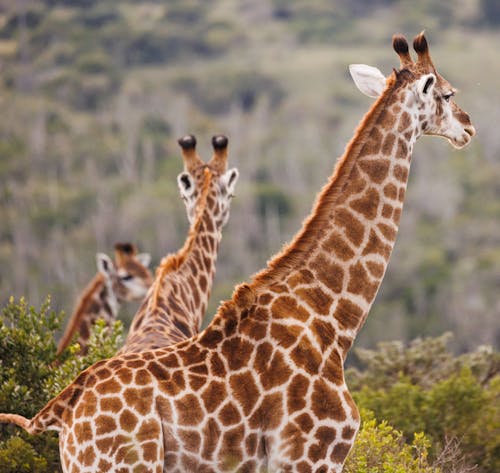 Group of Giraffes on the Savannah