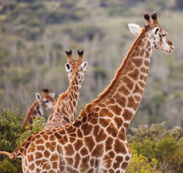 Three giraffes gracefully standing in the African savannah, showcasing their majestic height and beauty.