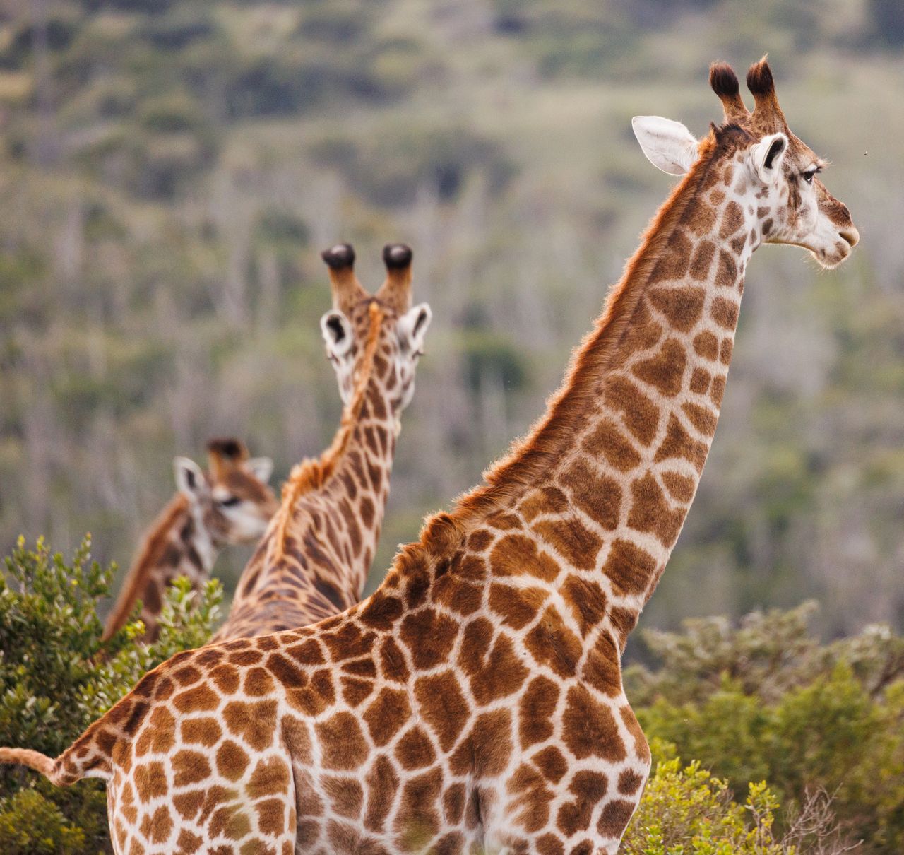 three giraffes gracefully standing in the african savannah showcasing