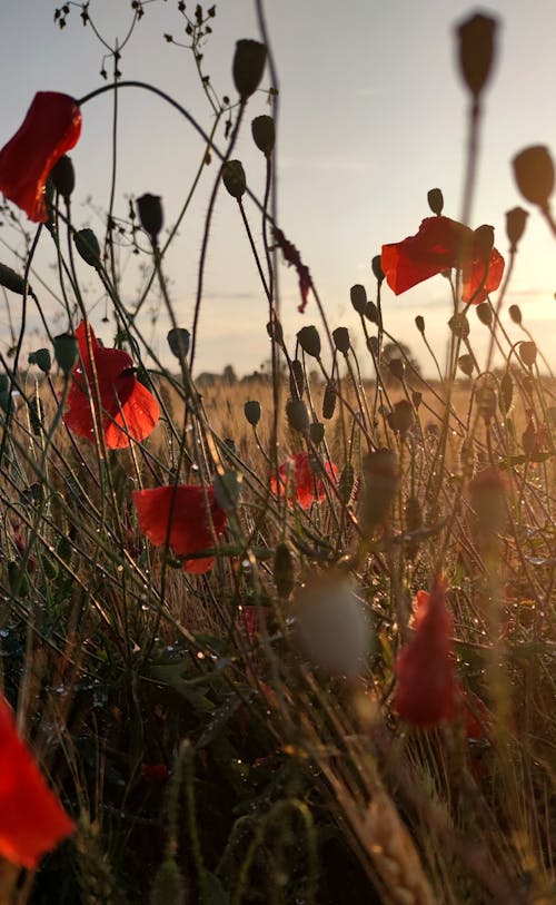 Free Field of Red Poppy Flowers Covered in Morning Dew Stock Photo